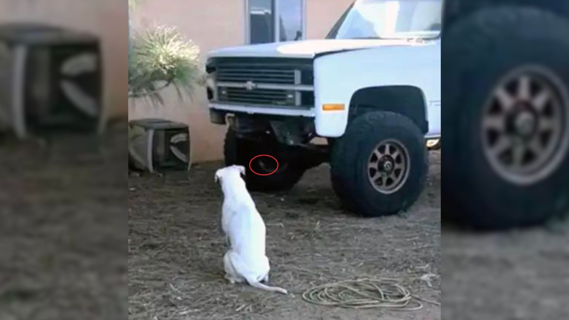 Curious Deaf Dog In Arizona Looks At A Location Near A Truck, What Owners Find Is Stunning
