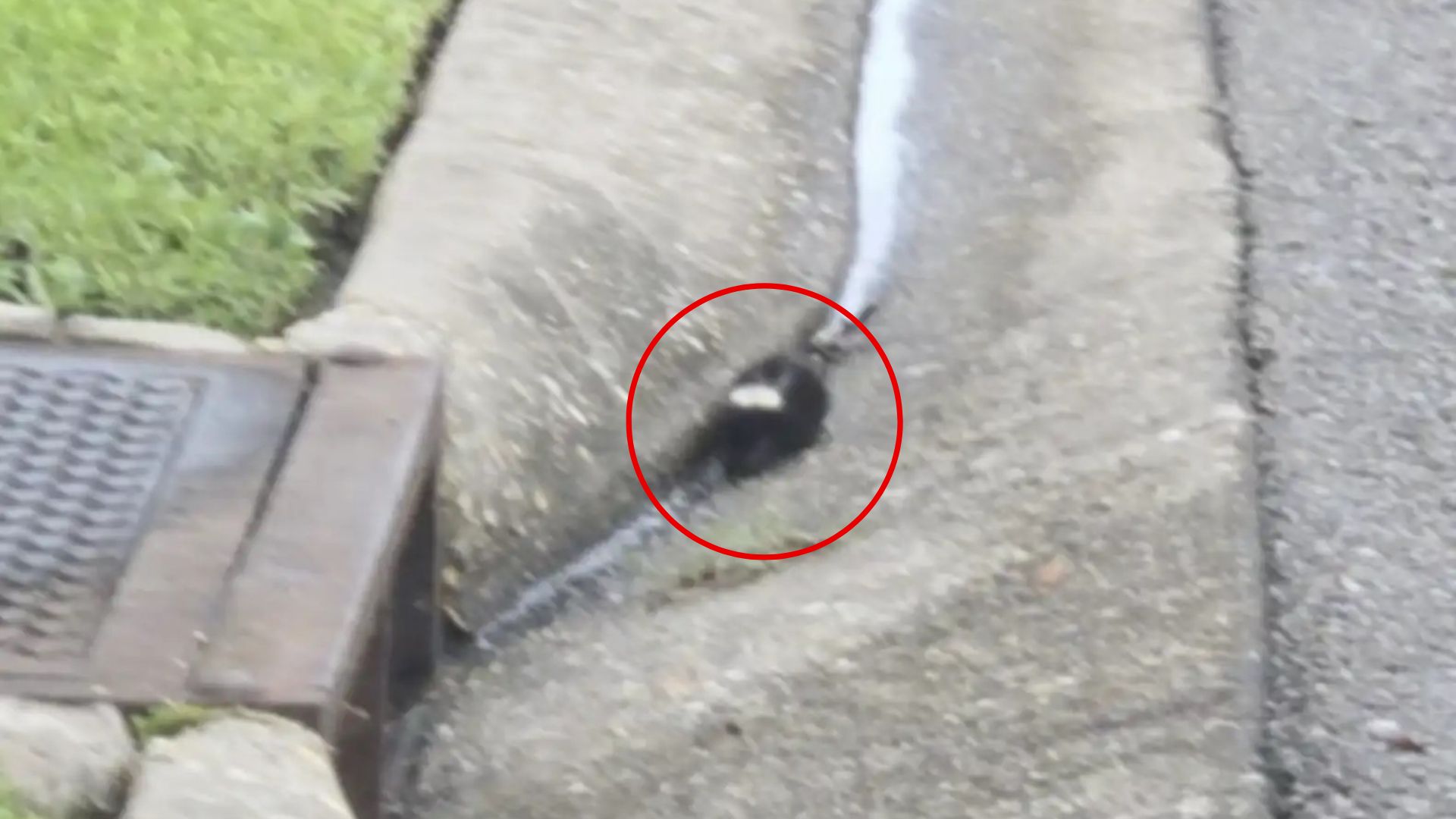 Curious Louisiana Boy Spots Something Small And Furry, Then Realizes It Needs Urgent Help