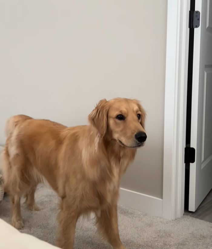 Cute Golden Retriever