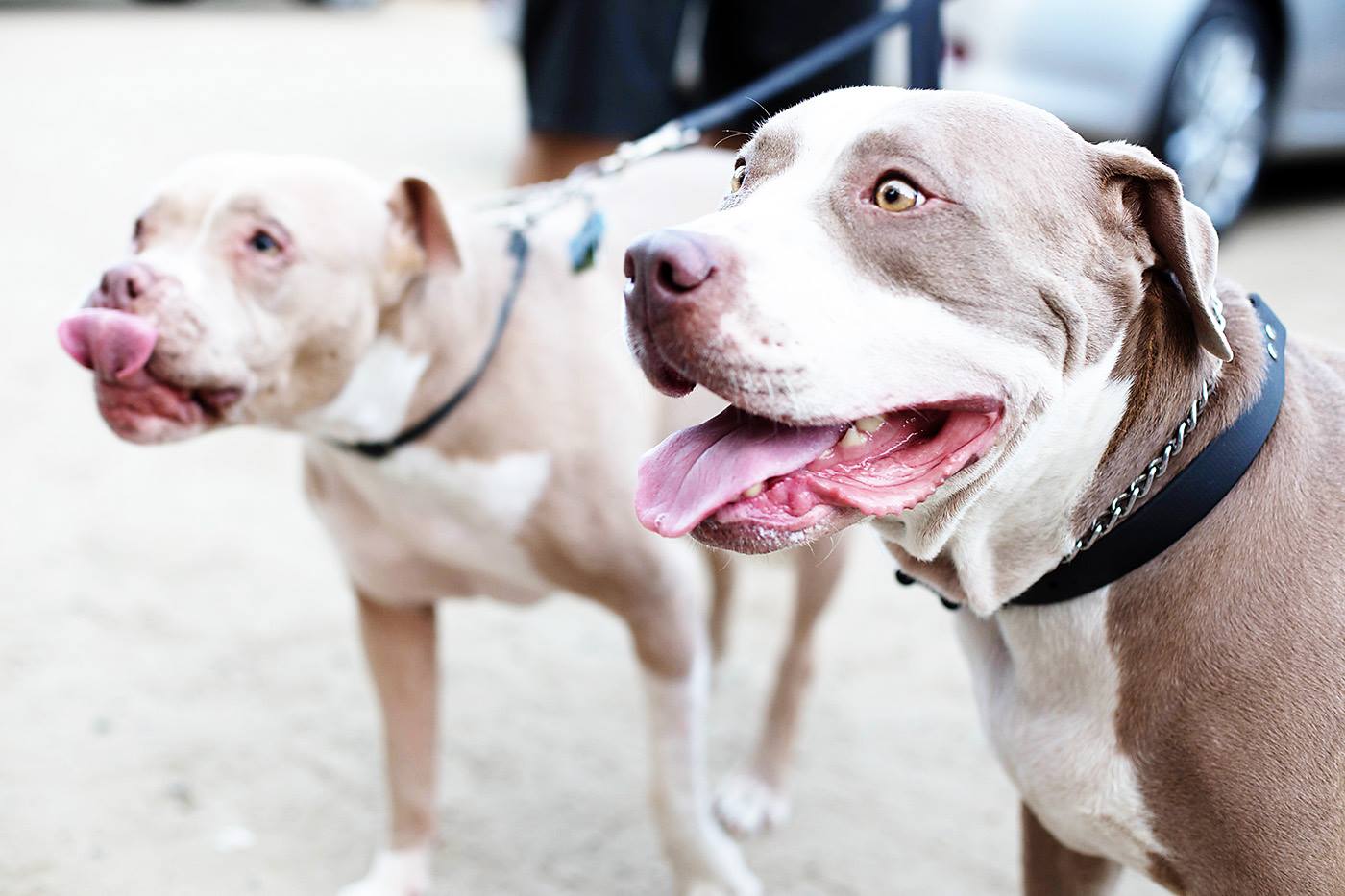 Cute Pitbulls