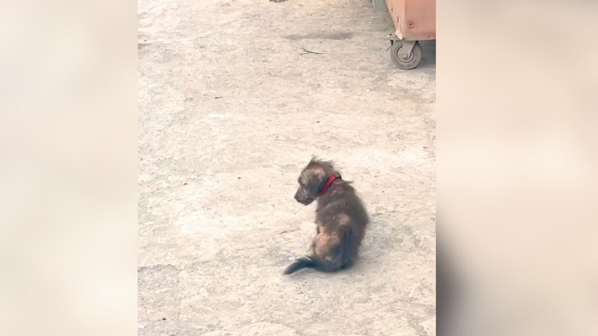 Delaware Woman Finds Hairless Puppy By The Road And Saves Him