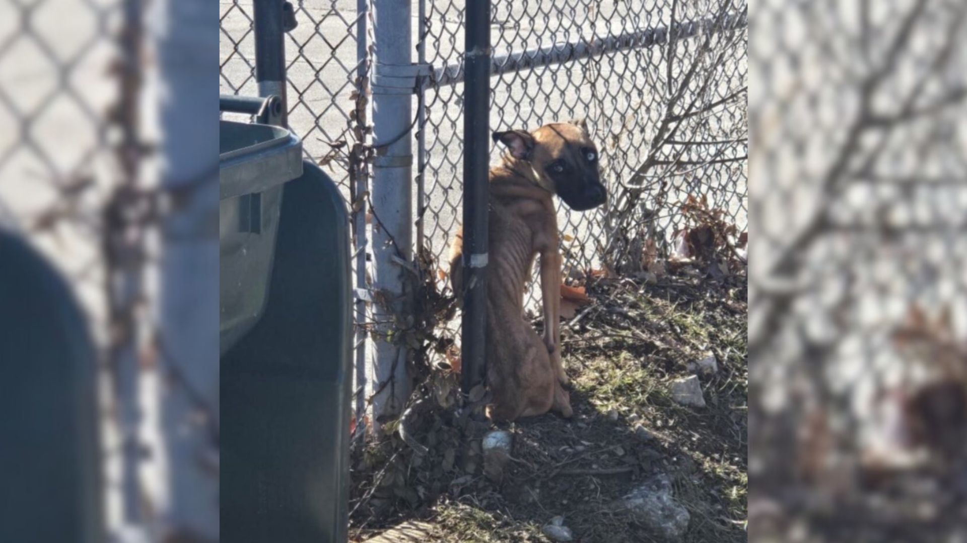 abandoned pup