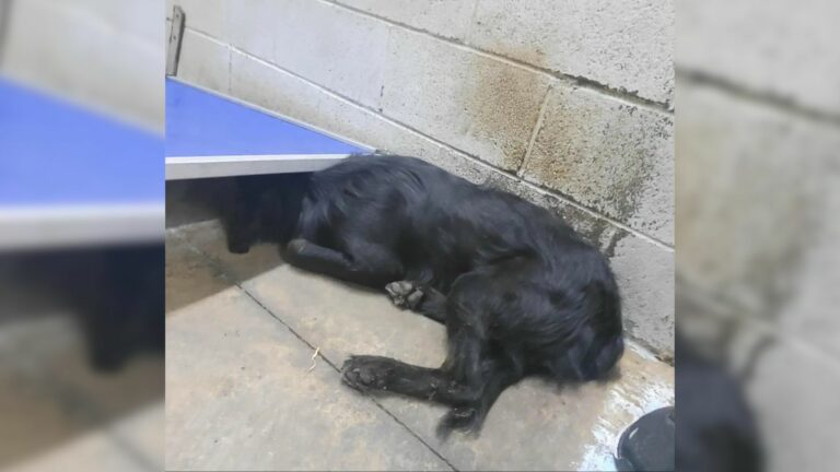 dog laying on floor