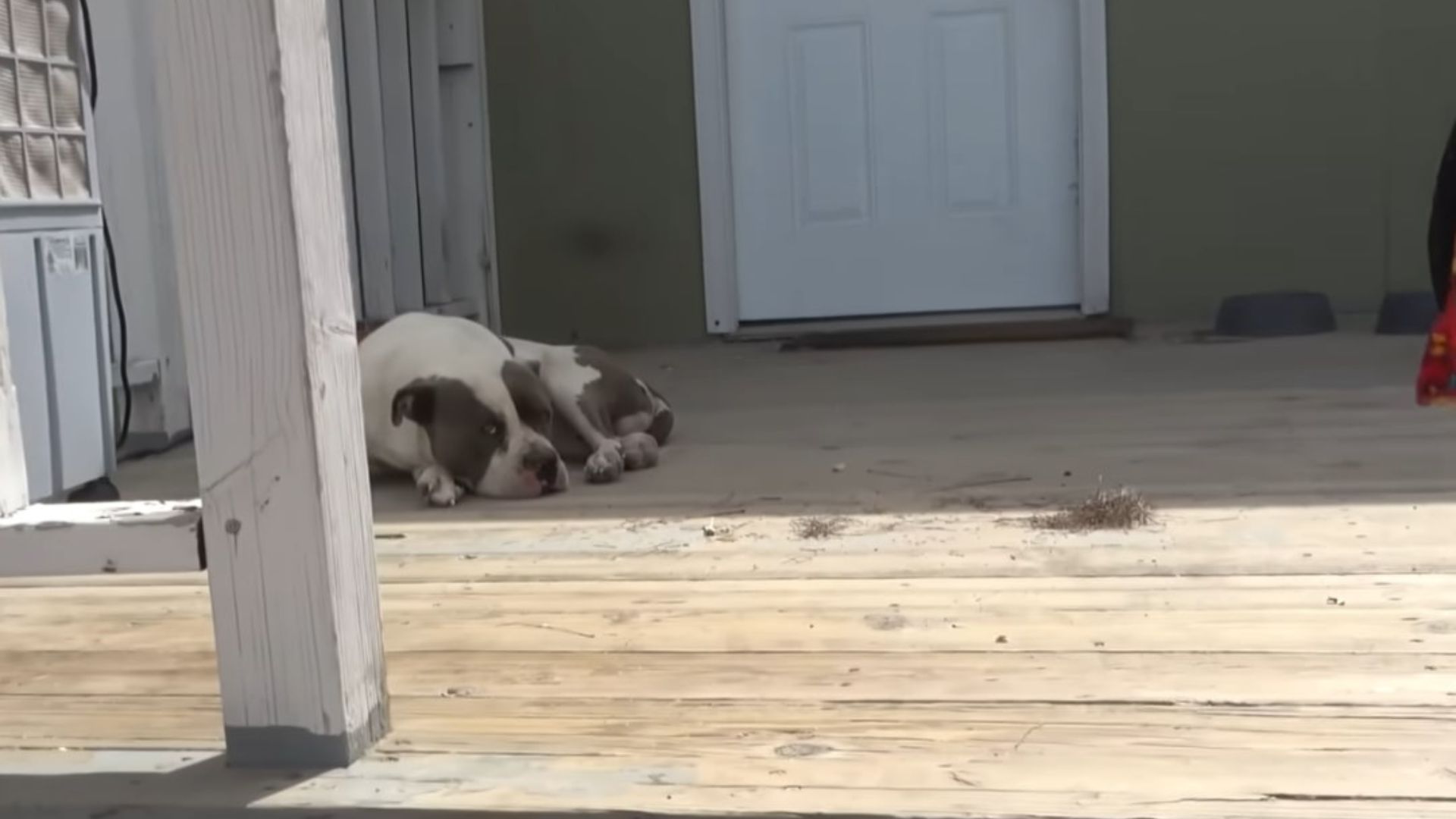dog on porch