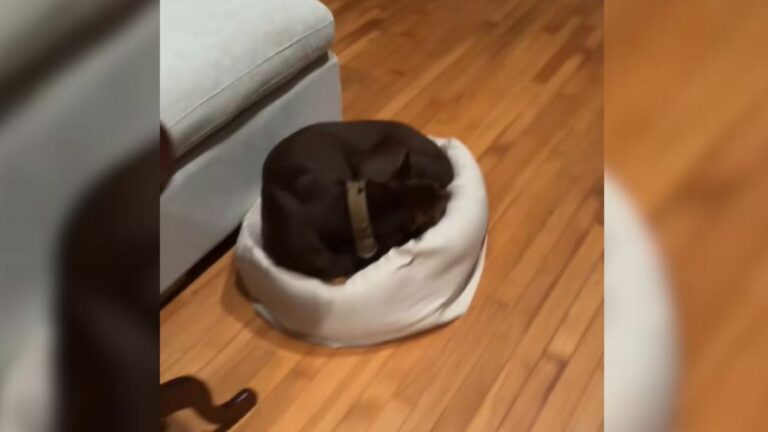 cute dog