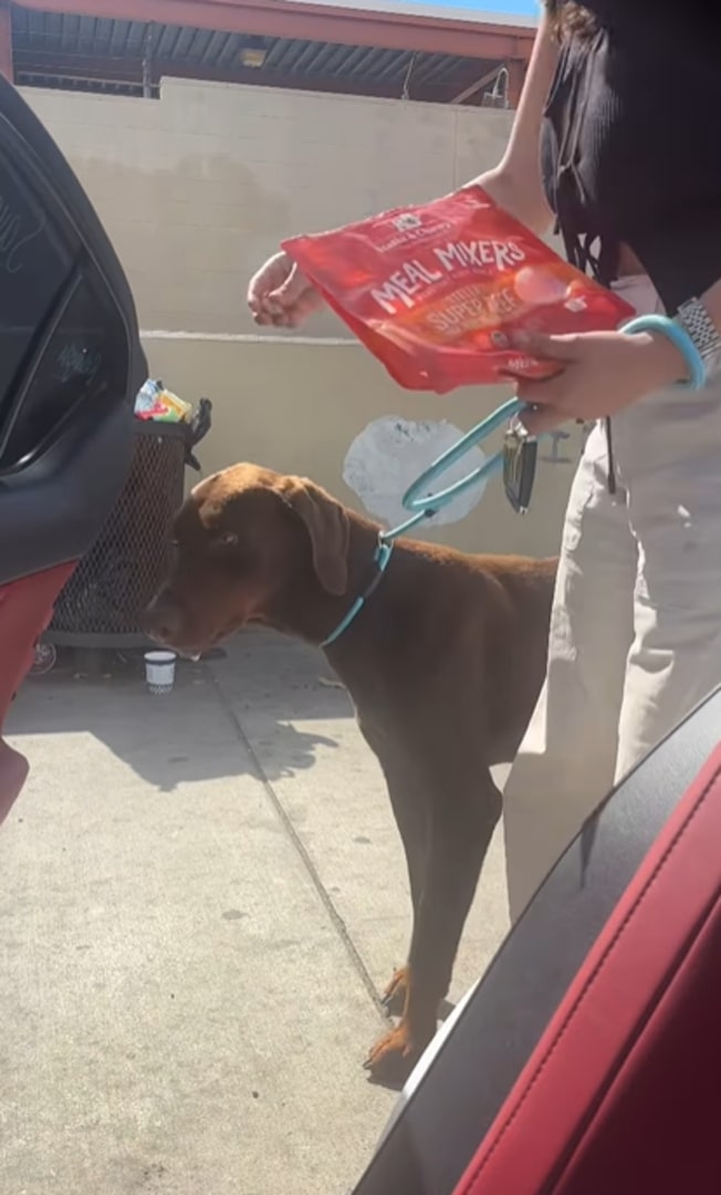 Doberman on leash