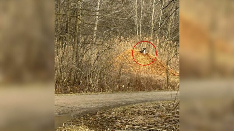 dog on hiking trail