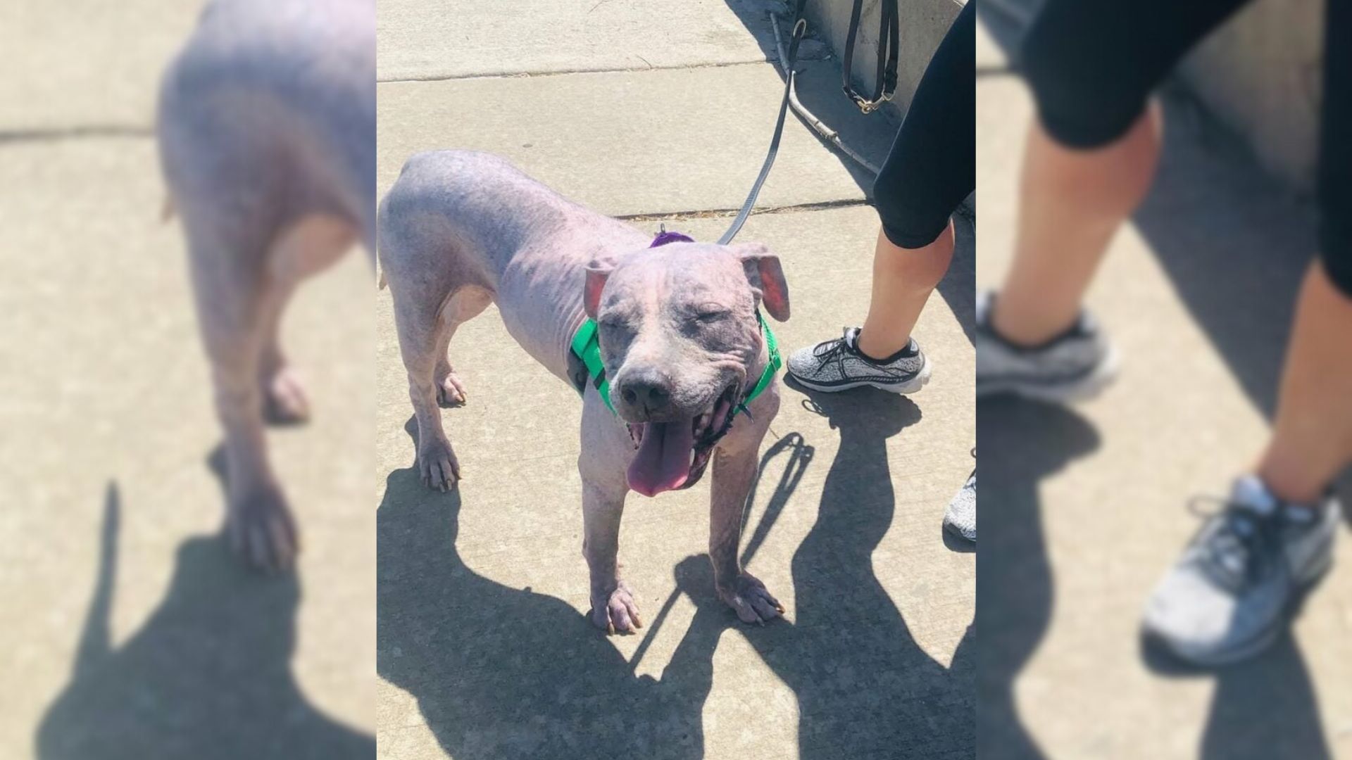 Dog Dumped In Terrible Shape Shocks Illinois Rescuers With A Remarkable Transformation