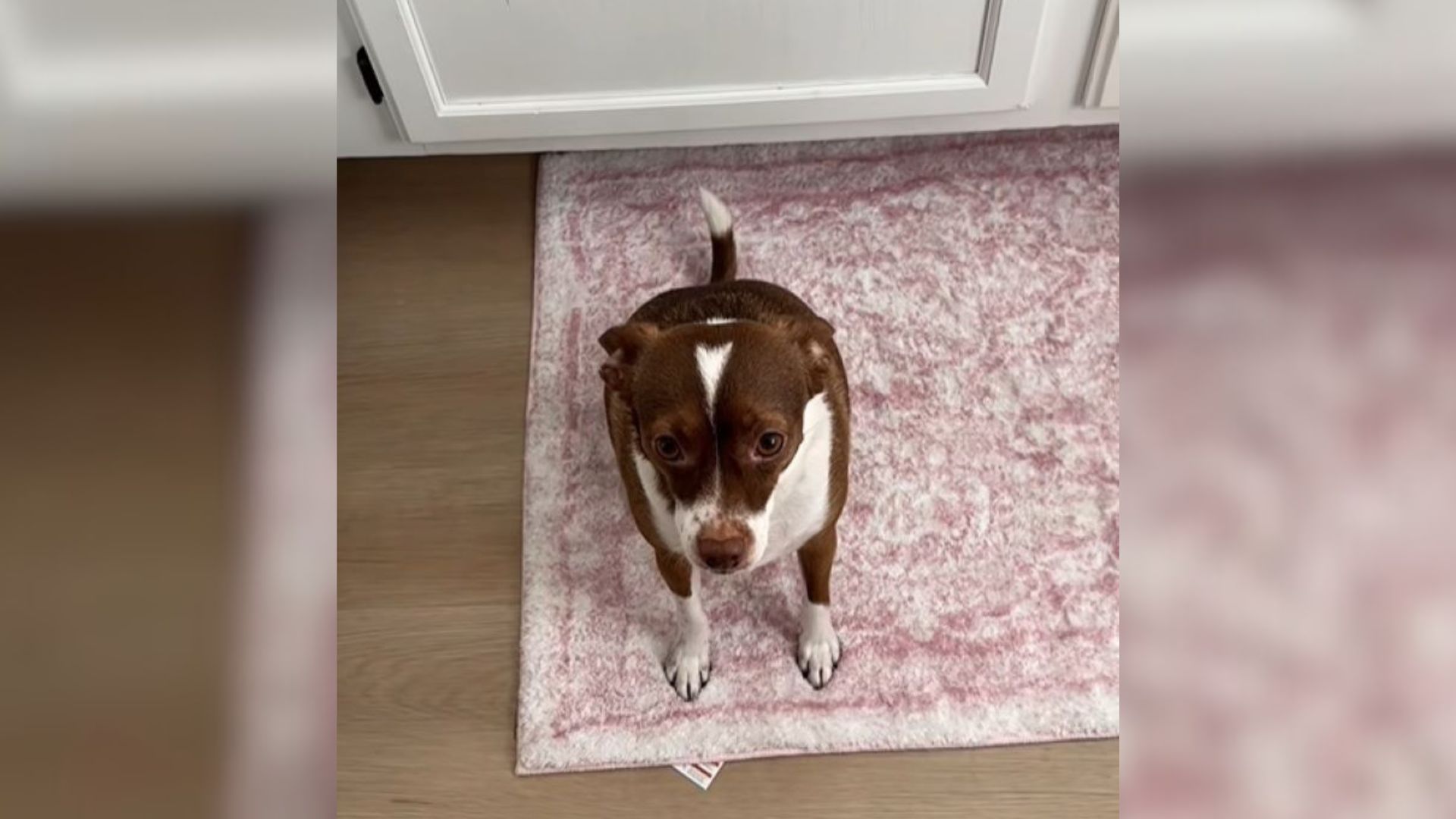 Dog From Arizona Was Abandoned Twice And His Reaction To Moving Left Everyone Heartbroken