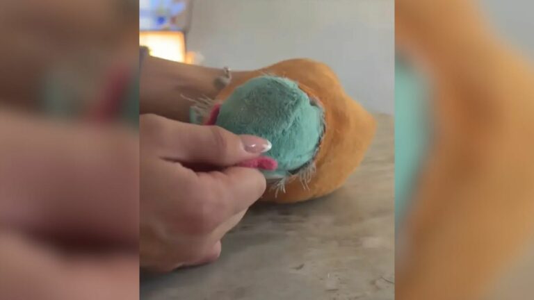 dogs toy