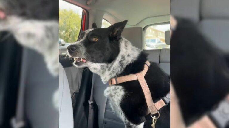 dog in car