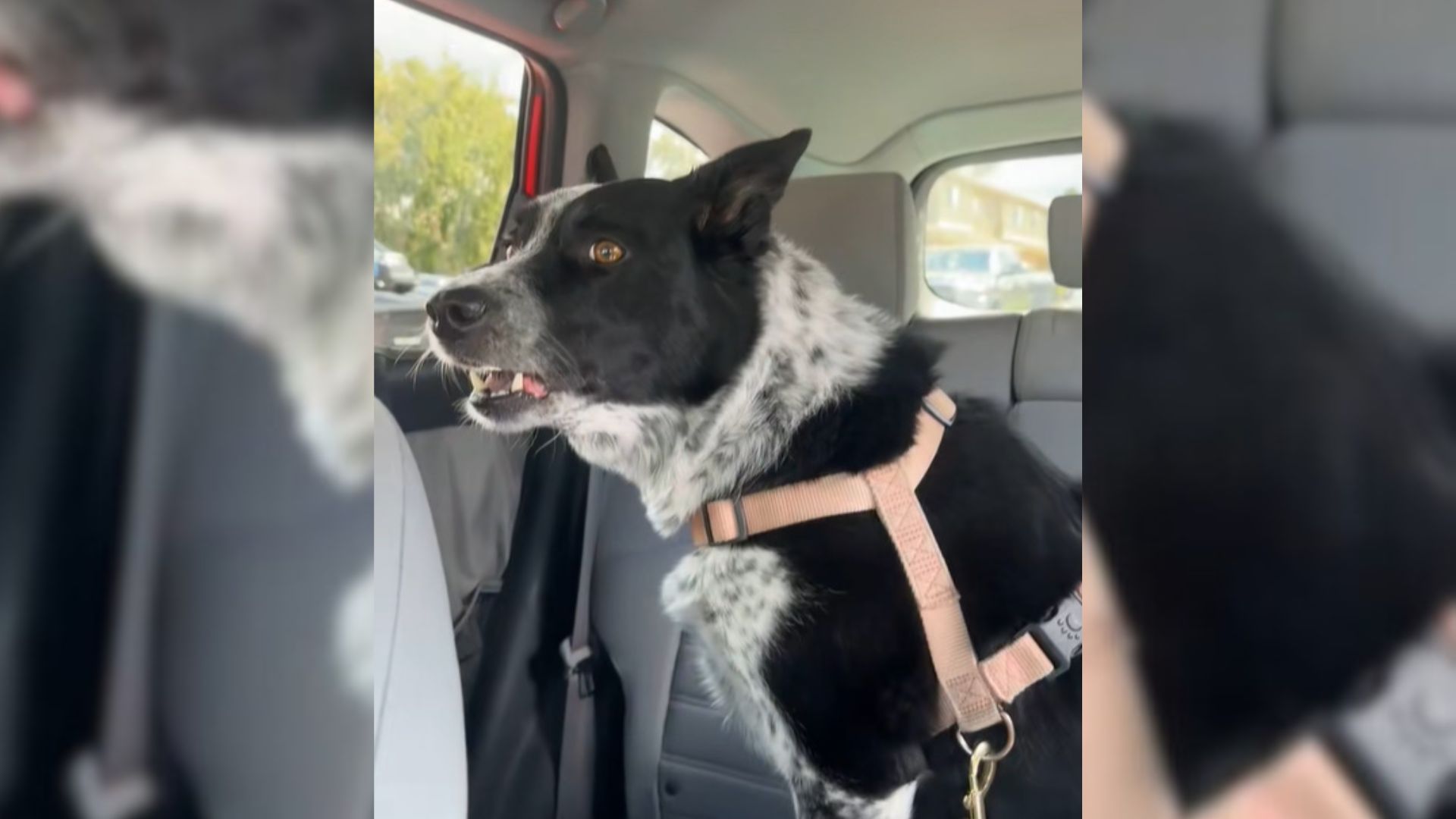dog in car