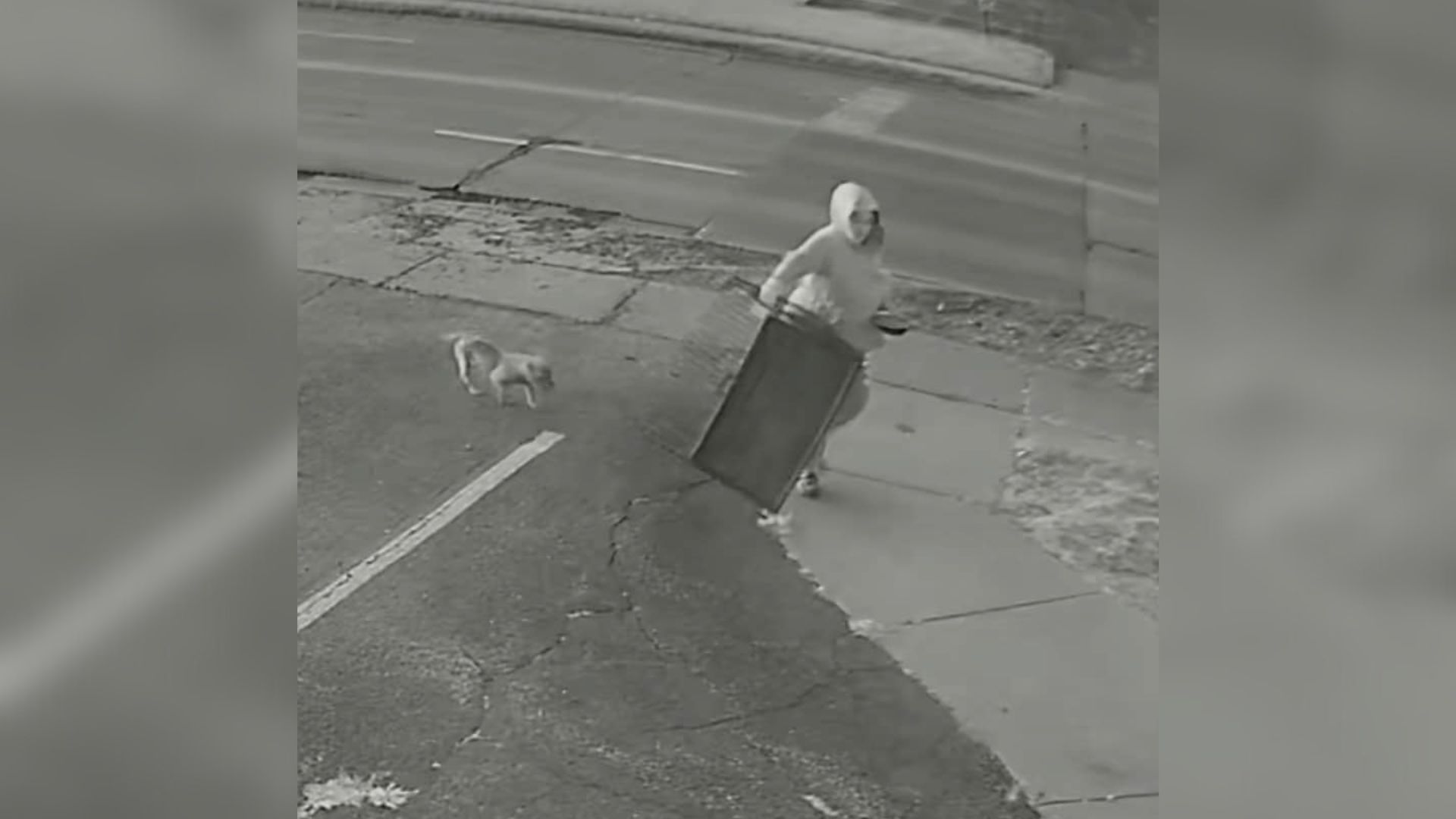 Dog Left In A Cage Outside Empty Iowa Shelter Finds Her Way To Safety
