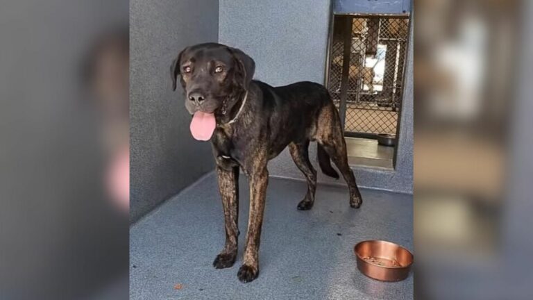 shelter dog