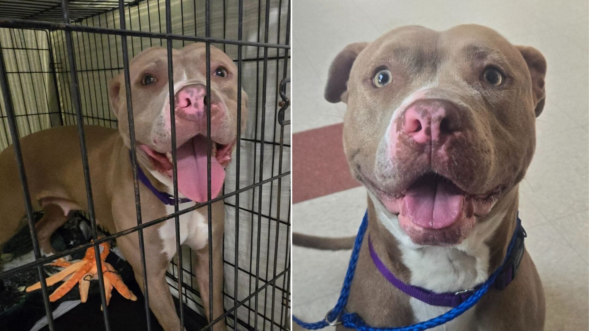 Dog Returned To Ohio Shelter One Day After Adoption Leaves Rescuers Searching For Answers