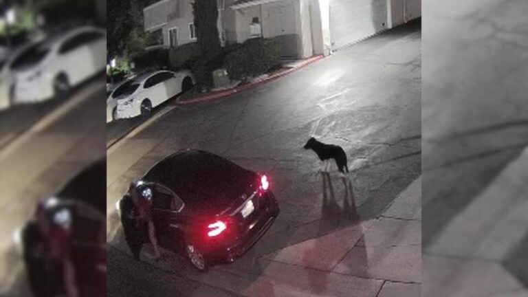 dog on road