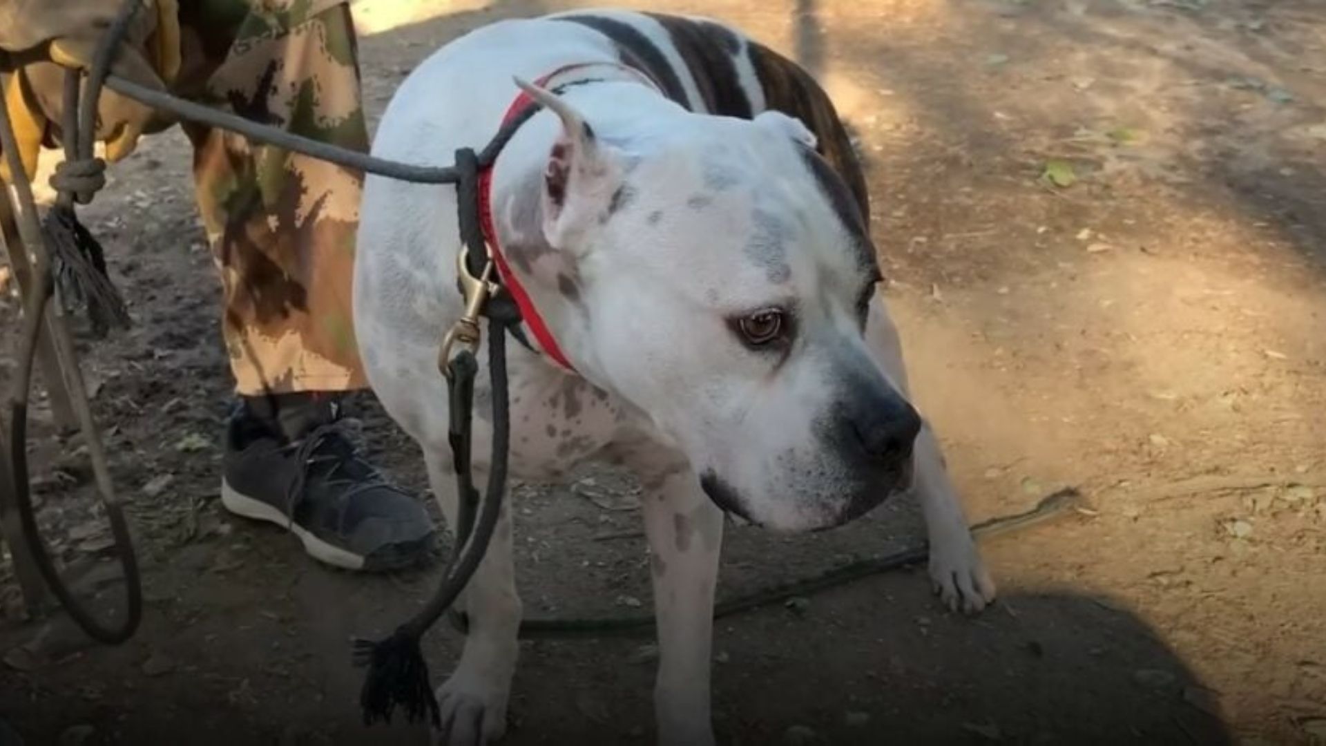 sad white dog