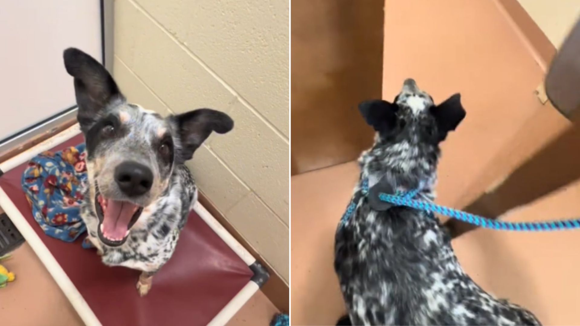 Dog’s Smile Fades As He Realizes He’s Going Back To The Washington Shelter After A Perfect Day