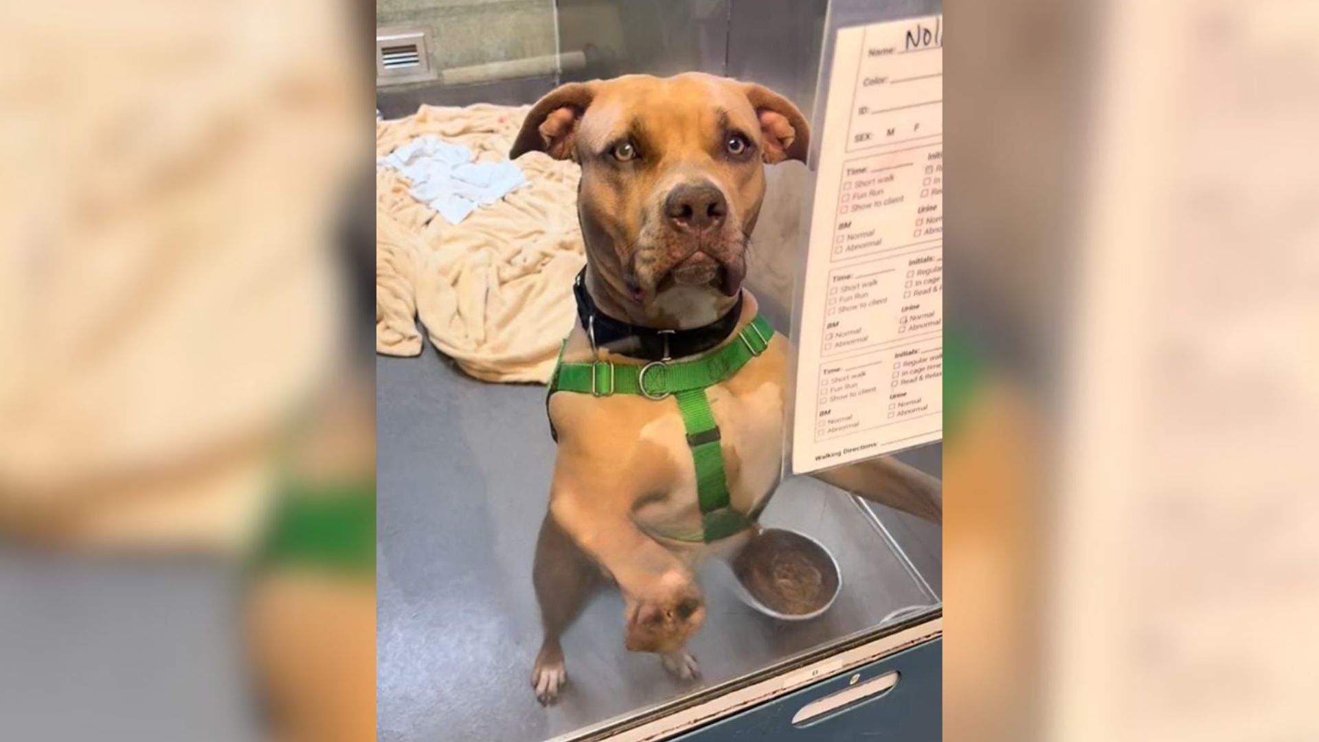 Dog’s Spiraling Decline Leaves Maryland Shelter Worker Heartbroken And Helpless