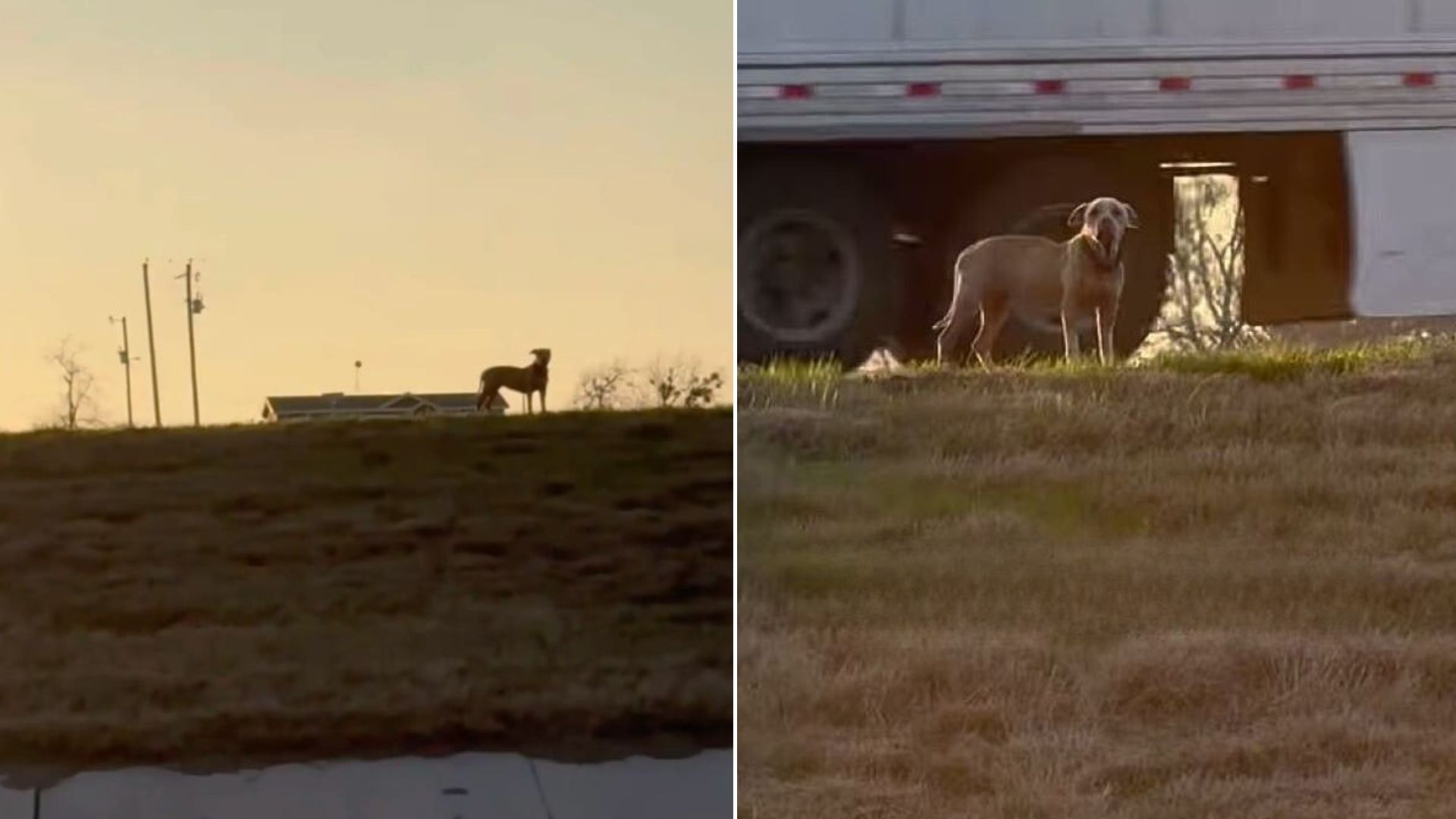 Driver Sees A Pup Stranded On Texas Highway Median And Slams On The Brakes