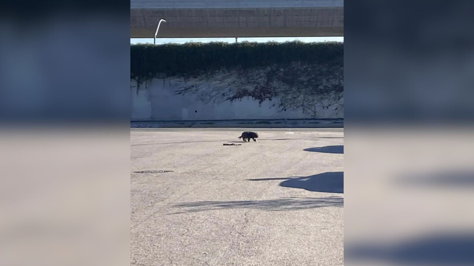 animal on highway