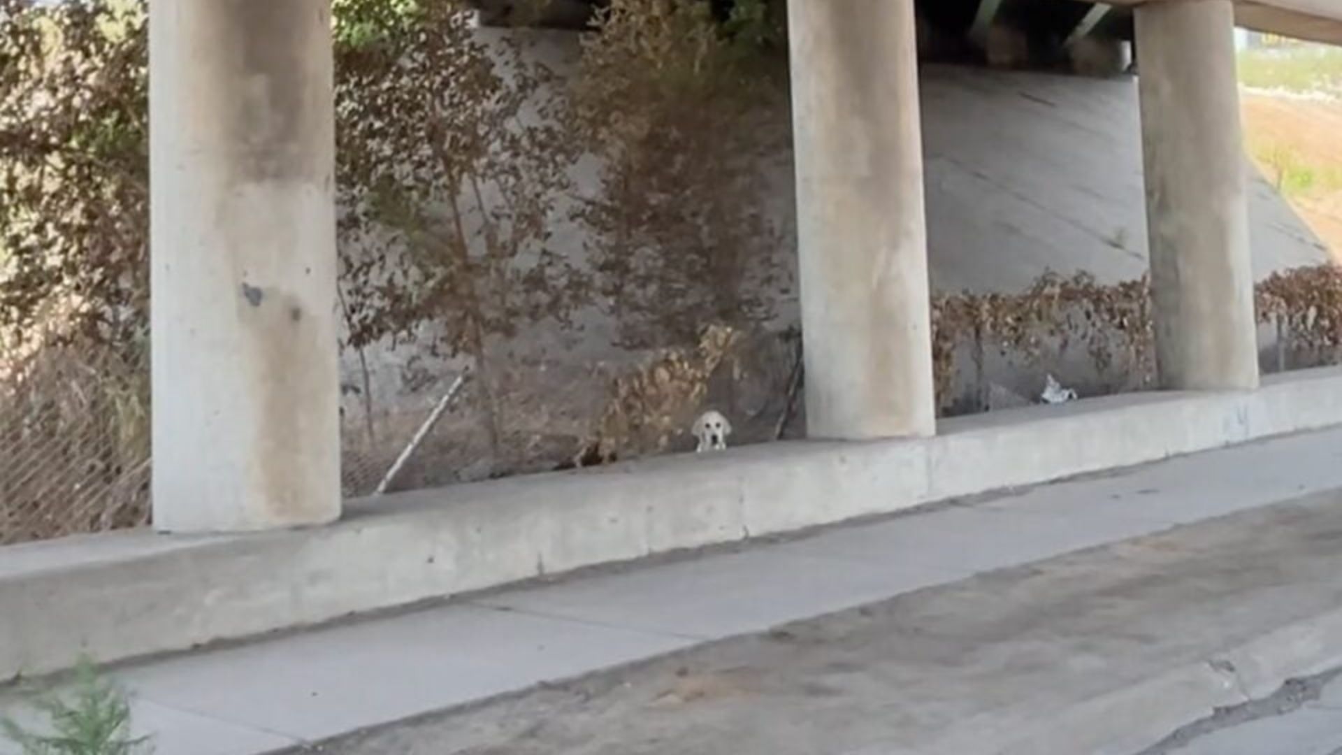 Drivers’ Surprise Turns To Shock When They Spot An Abandoned Fluffy Face By The Missouri Road
