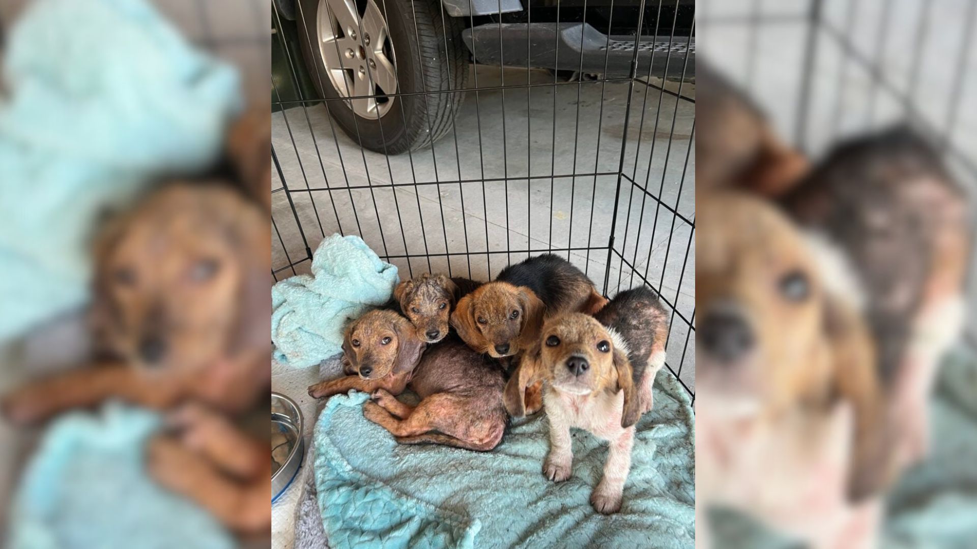 abandoned puppies