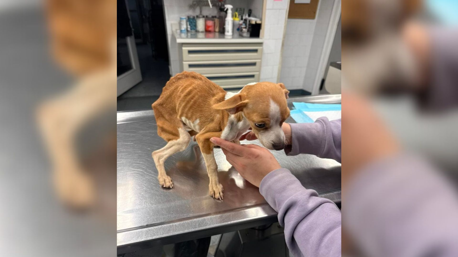 Family Adopts Sweet Puppy In Illinois, Then Returns Her For A Heartbreaking Reason