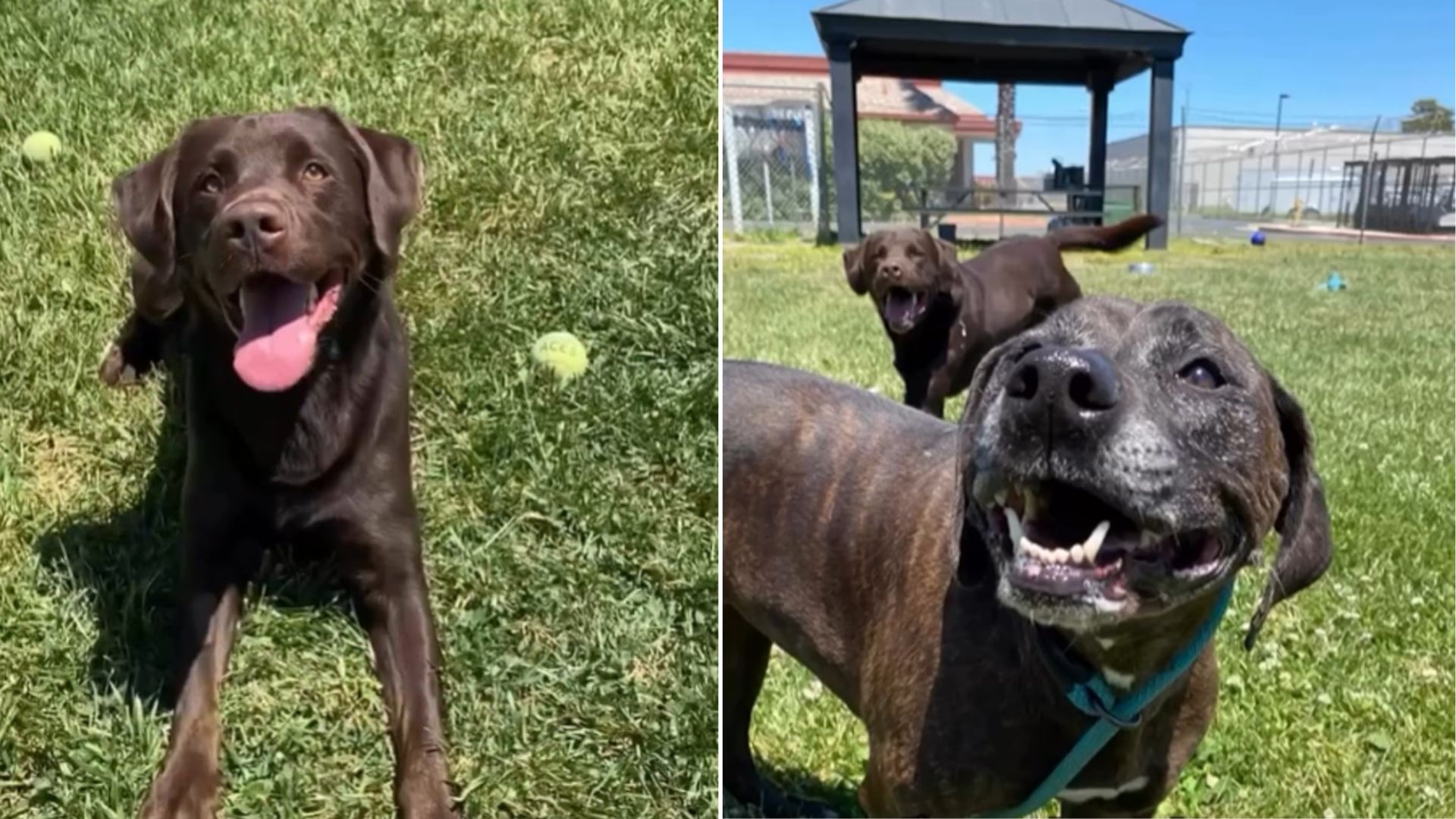 Family Asks California Shelter To Euthanize Two Healthy Dogs, Then Leaves Without Looking Back