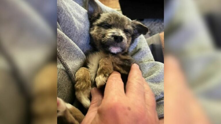 puppy in house