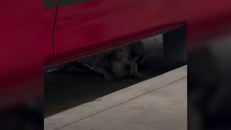dog under car