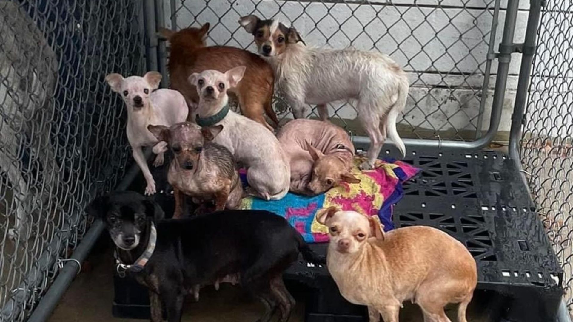 Fearful Chihuahua Found In Texas Hoarding House Finally Learns What Love Feels Like