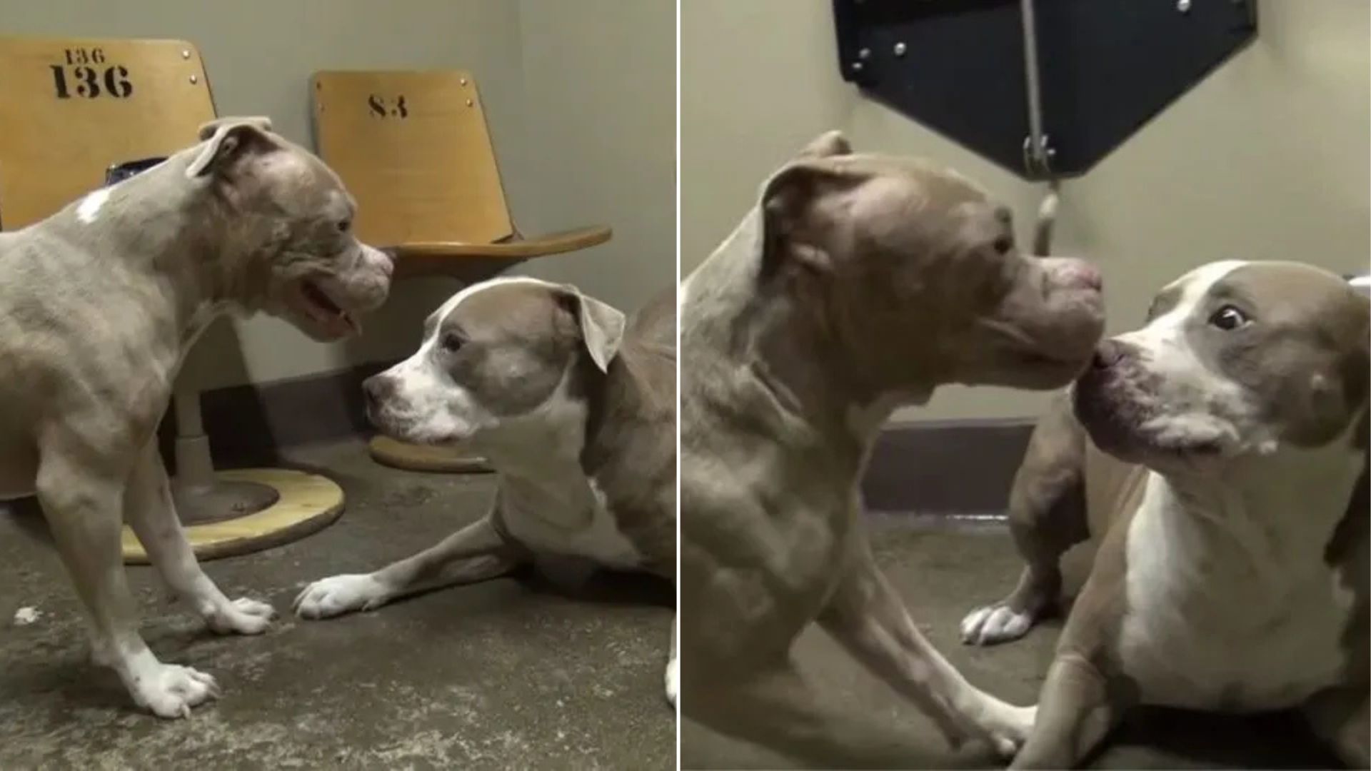 First Meeting Of Two Rescued Pitbulls In California Turns Into A Joyful Dance