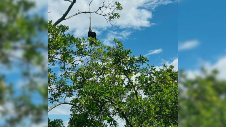 Mangrove tree