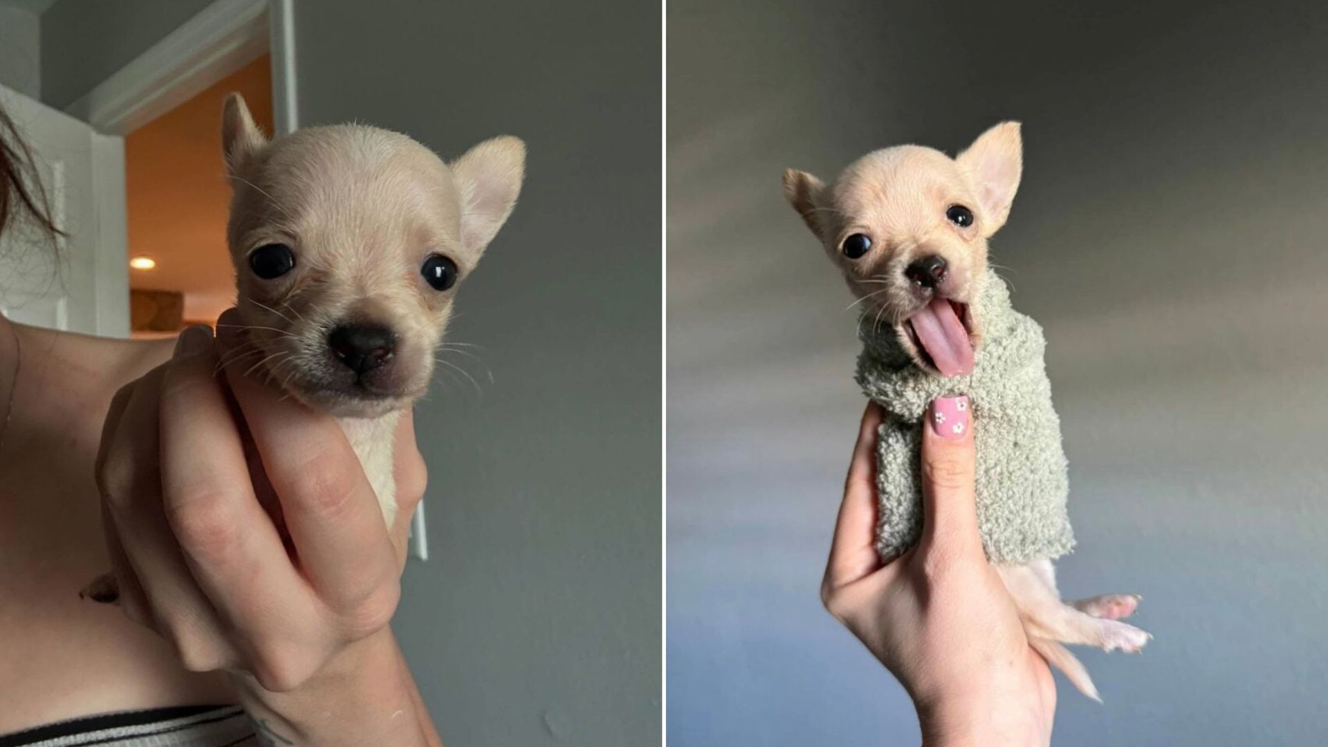 Florida Chihuahua Born Without Front Legs Becomes A Viral Sensation With Her Custom Wheels