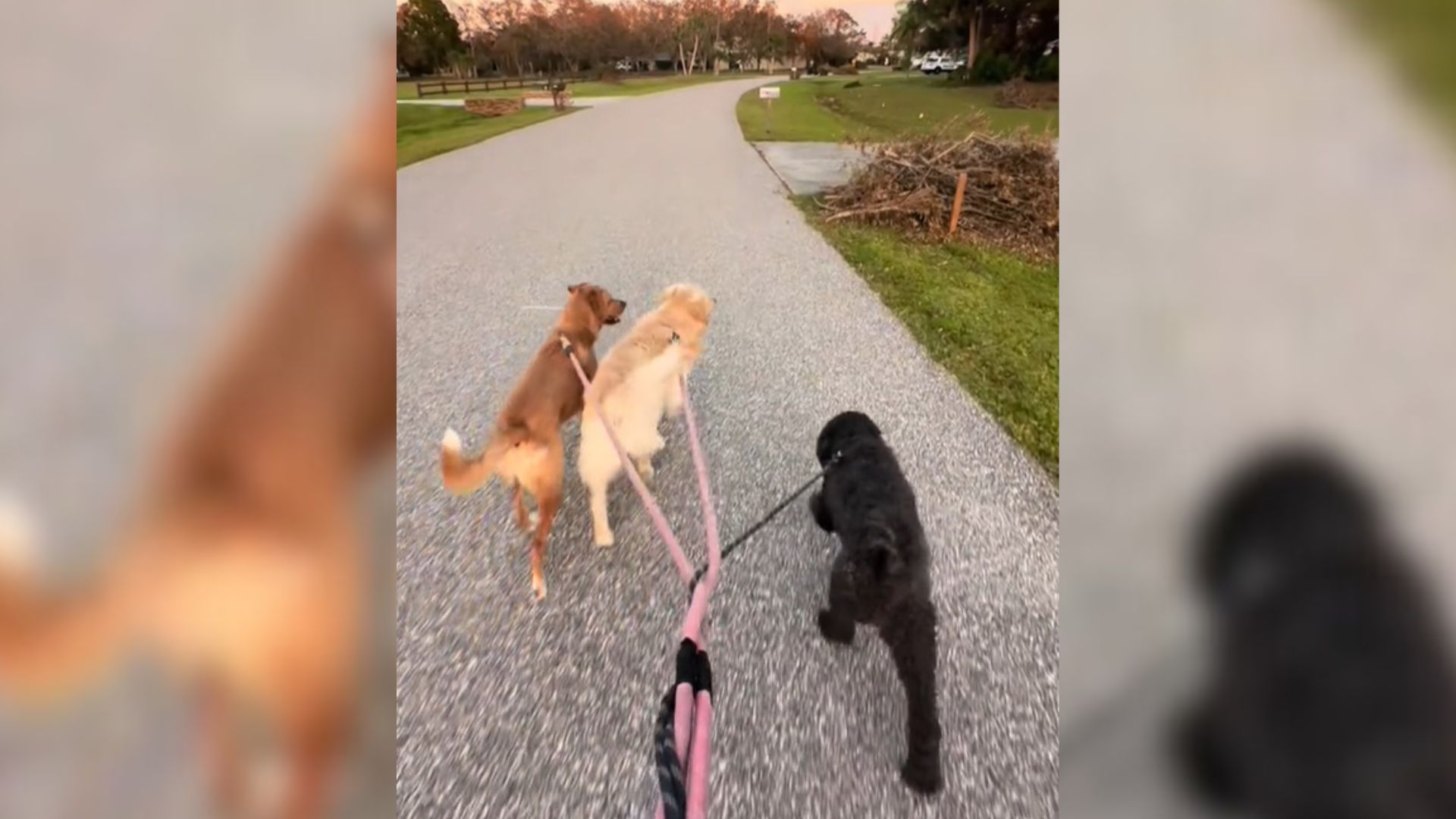 Florida Dog Adopted For $10 Reveals Unexpected Struggles On His Daily Walks