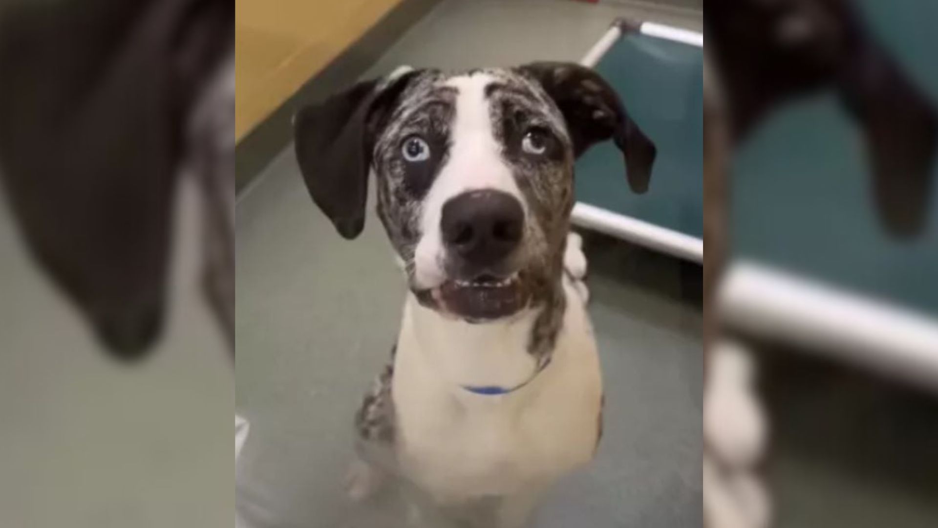 dog at shelter