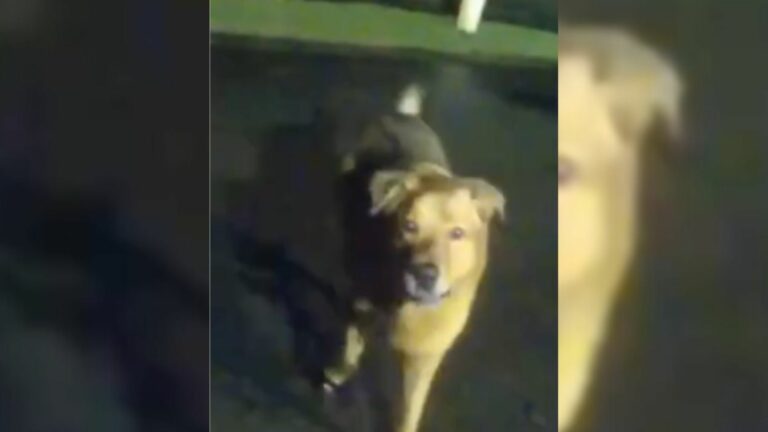cute dog