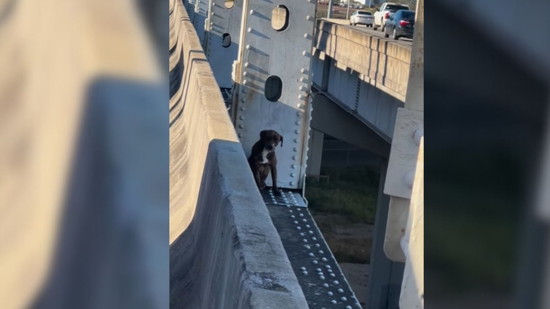 Florida Dog Clings To Edge Of Bridge For 12 Hours Until Rescuers Pull Off A Daring Save
