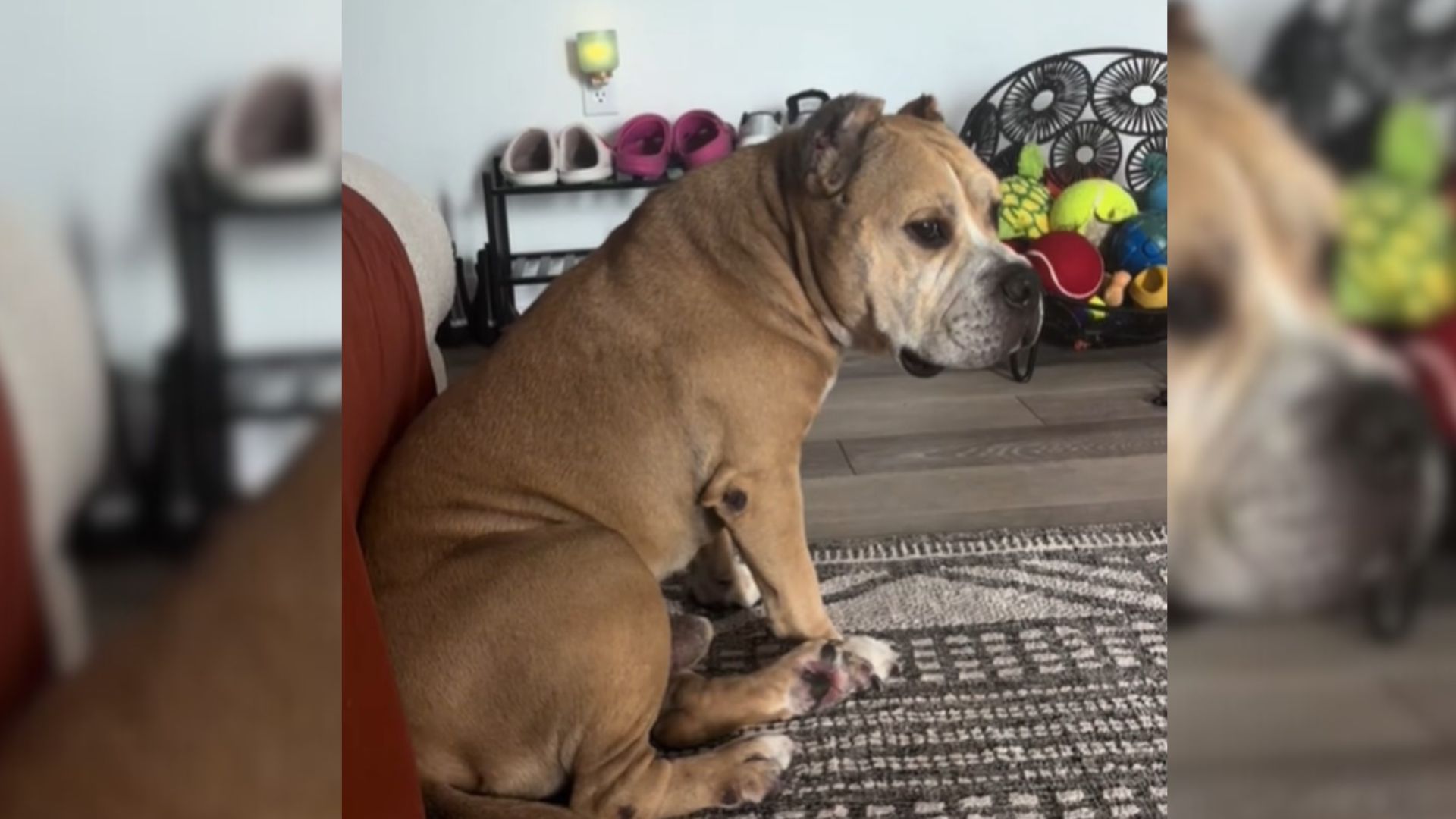 sad dog