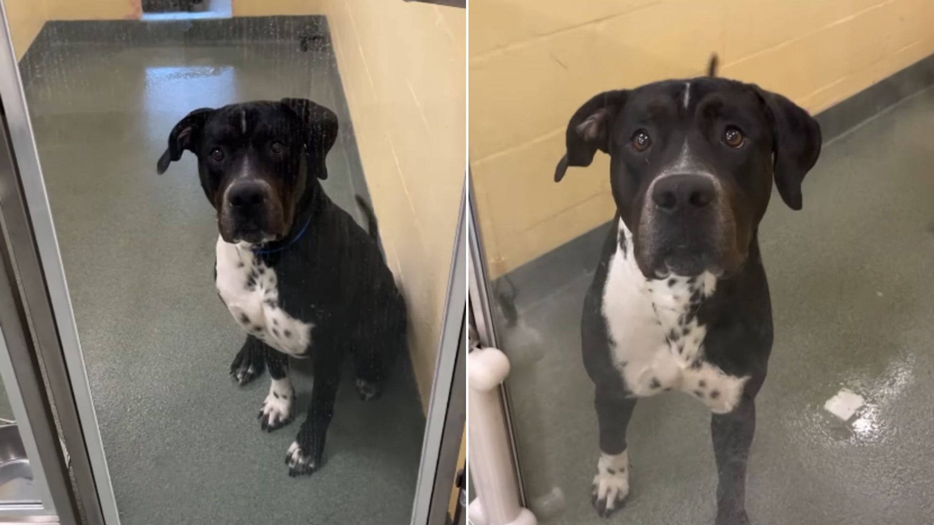 Florida Dog Returned After Two Days For Being Too Energetic Finds His True Family