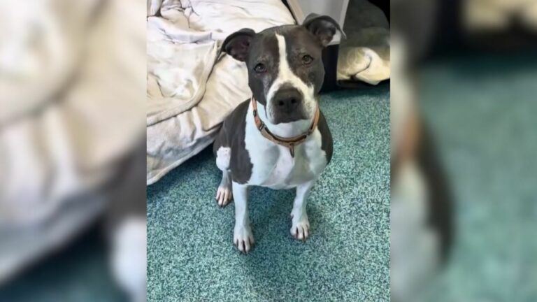 shelter dog