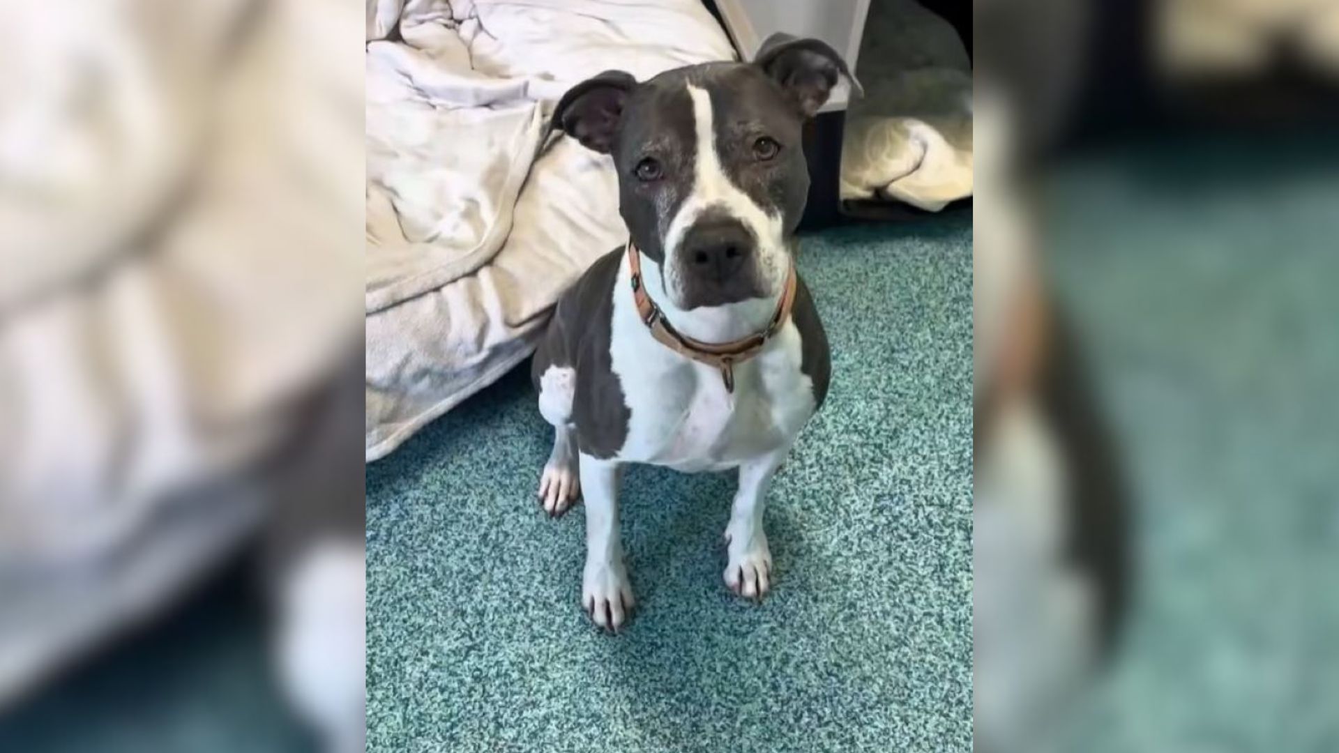 Florida Dog Spent 3 Years Waiting In A Shelter Until Someone Finally Saw Her