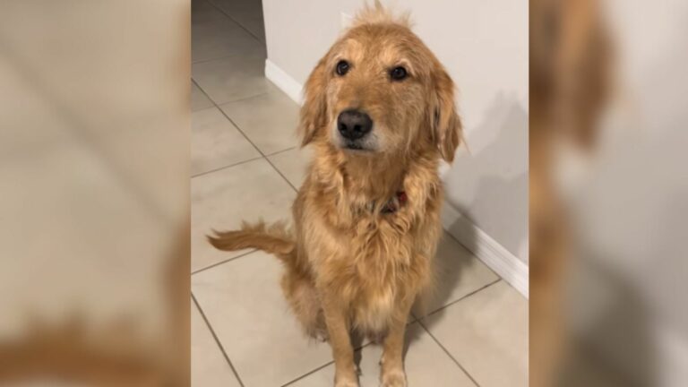 brown dog