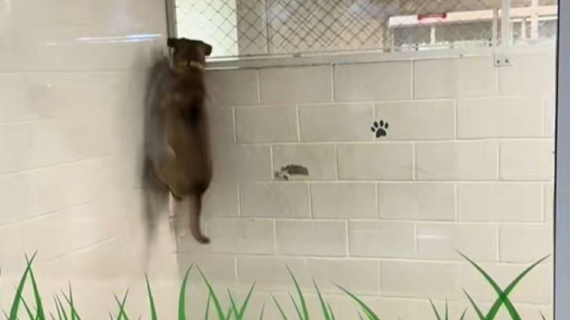 Florida Dog’s Long Wait Of 770 Days In Shelter Results In Emotional Breakdown For Volunteer