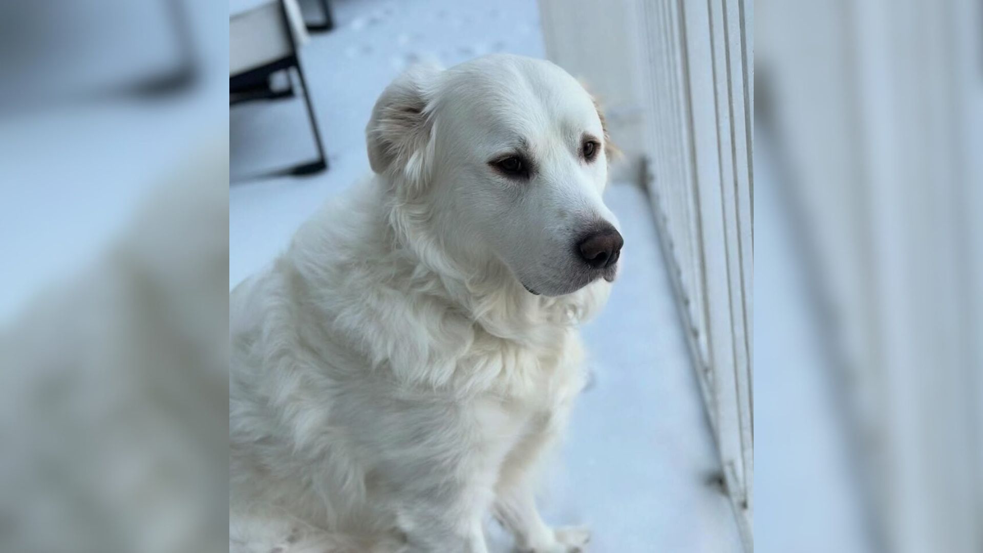Florida Family Finds Out Their Dog Is Deaf From Birth And Makes A Heartbreaking Choice