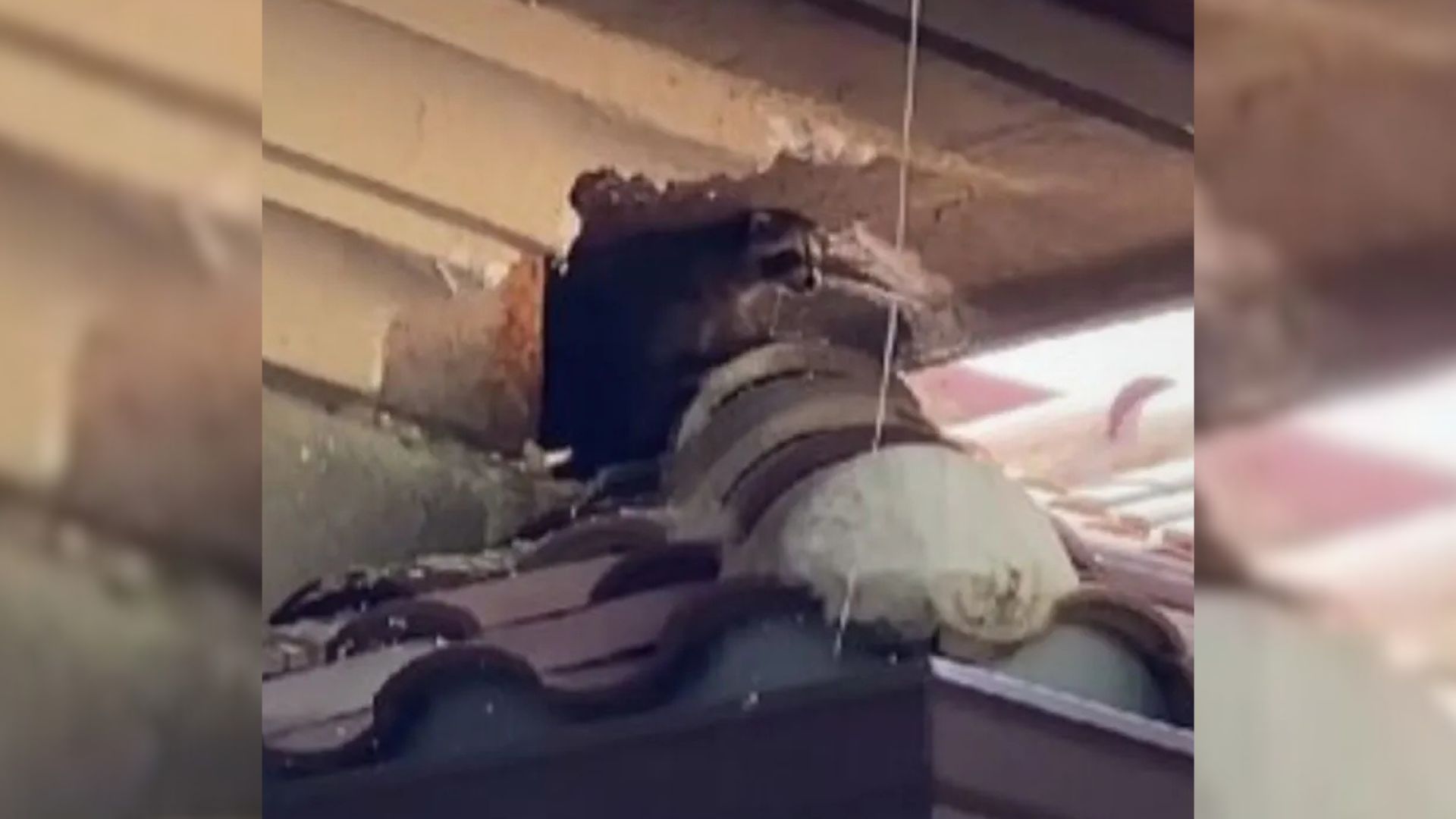 Florida Homeowners Shocked To The Core By Strange Noises Coming From The Roof