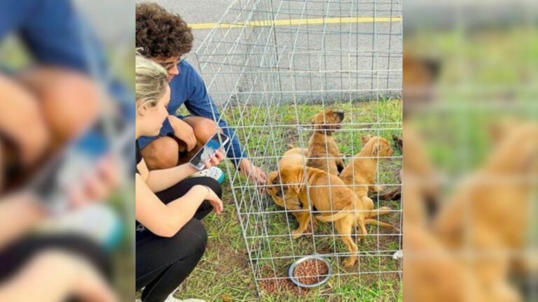 puppies in kennel
