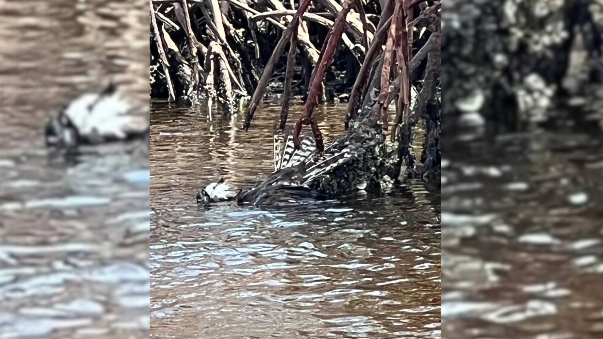 Florida Paddleboarder Spots Feathers Floating In Water But Then Something Shocking Happened