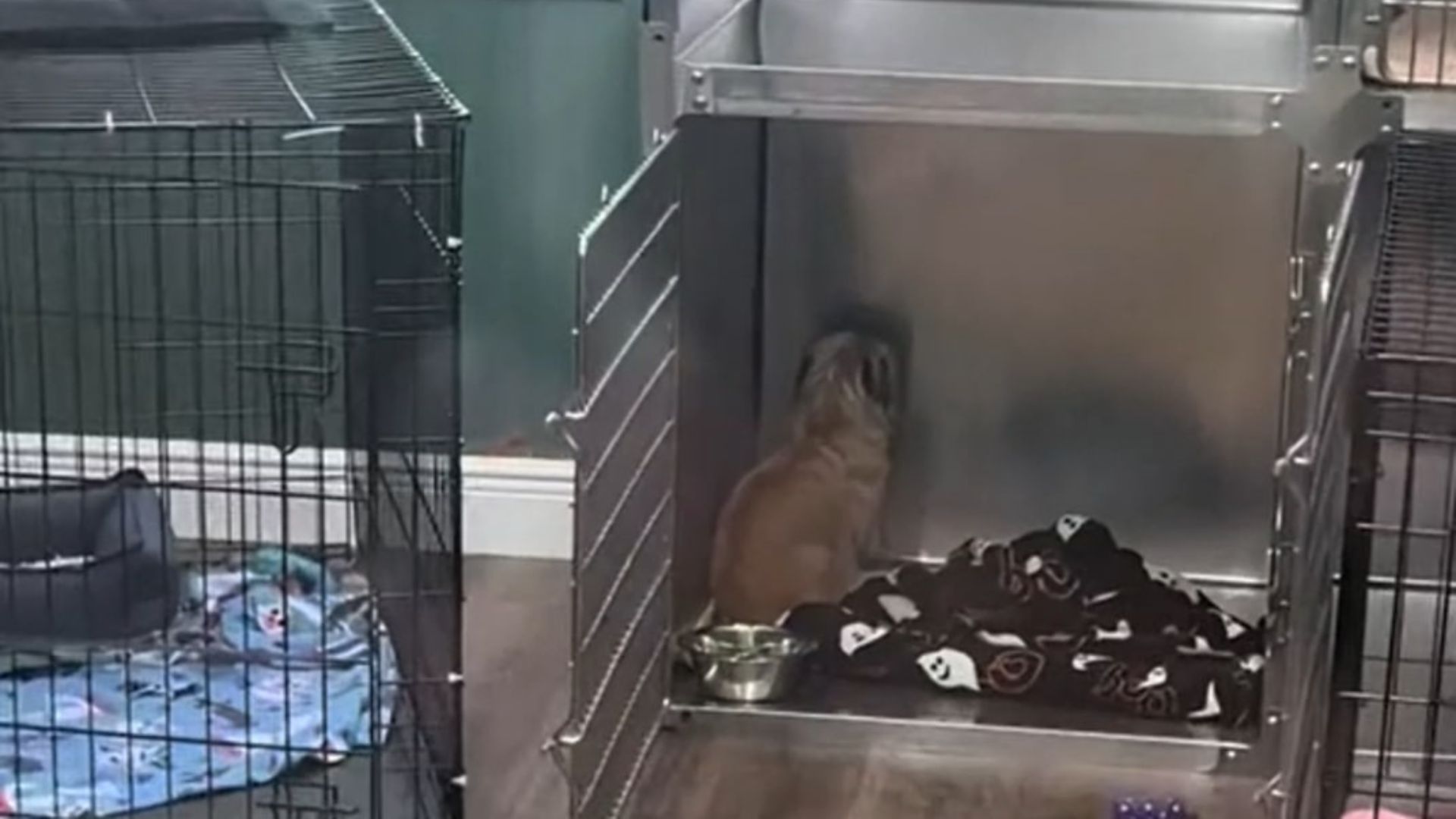 Florida Pup Sits Facing Wall In Silence Until A Video Brings Her Back To Life